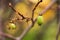 Variegated-leaf hardy kiwi, Actinidia kolokmita fruits
