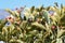 The variegated leaf Japanese spindle tree hedge and berries.