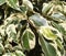 Variegated leaves of banyan tree in sunny day