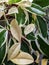 Variegated leaves of hoya carnosa variegata \\\