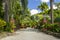 Variegated leaves Hunt\\\'s garden Barbados