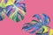 Variegated Leaves of Monstera, Split Leaf Philodendron Plant in Yellow Blue Tone Color on Pink Background