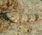 Variegated lizardfish on a coral reef