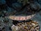 Variegated Lizardfish Synodus variegatus in the Red Sea