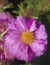 Variegated Magenta Pink and White Moss Rose Blossom