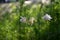 Variegated meadow with capon`s tail flowers as an example of Guerrilla gardening in the city