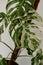 Variegated monstera albo borsigiana