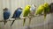 Variegated multi-colored budgerigars