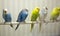 Variegated multi-colored budgerigars