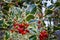 Variegated ornamental holly leaves and berries after a rain.