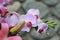 Variegated Phalaenopsis Orchid Stem