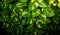Variegated-philodendron leaf decoration plants