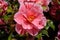 Variegated Pink Camellia