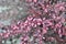 Variegated pink purple leaves of Cultivar Thunbergs barberry Berberis thunbergii