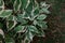 variegated plant shrub Derain white Elegantissima for landscape design, yard decoration