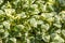 Variegated plant Szym - a representative of the genus of perennial herbs.