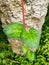 Variegated Plants ivy with rock