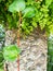 Variegated Plants ivy with rock