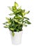 Variegated potted Dieffenbachia plant on white