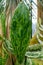 Variegated Prickly-Pear cactus with scientific name Nopalea Cochenillifera