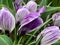 Variegated Purple Tulips from Keukenhof Gardens in Holland