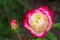 Variegated rose in red pink white cream colors blossoming in the