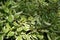 Variegated Shrub weigela plant. Green leaf texture background