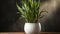 Variegated snake plant in a room