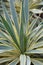 Variegated Spanish dagger