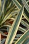 Variegated Spanish dagger