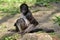 Variegated spider monkey sitting on ground