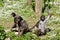 Variegated spider monkeys on grass with a cub