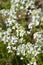 Variegated Spreading rock cress