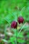 variegated spring flower hazel grouse (Fritillaria) on a green background