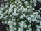 Variegated spurge flowers