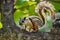 Variegated Squirrel climbing a tree.