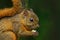 Variegated Squirrel, Sciurus variegatoides, with food, head detail portrait, Costa Rica