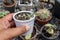 Variegated string of peals succulents plant holding in hand