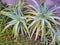 Variegated Succulent Cactus Plants in Home Garden