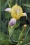 Variegated Sweet Iris flowers