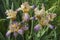 Variegated Sweet Iris flowers