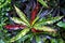 Variegated tropical garden crotonflower