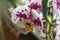 Variegated, white and purple flower Phalaenopsis orchid near the