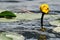 Variegated yellow pond lily flower close-up