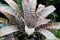 Variegated yucca close-up, Rosette. Tropical decorativ plant foliage, Macro photo of leaf, natural pattern, exotic