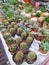 Varies of Baby Cactus