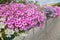 Varietal ampel purple Petunia with cascading blooms - greening of the city . Concept of landscape design of the city