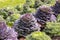 Varietal cabbage grows in the garden in even rows. Purple sheet cabbage curly green