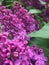 Varietal lilac is beautiful, the color is bright that you do not want to look away, the aroma is indescribable!