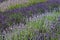 Varieties of different lavender shrubs planted in rows for dramatic effect in a lavender garden.